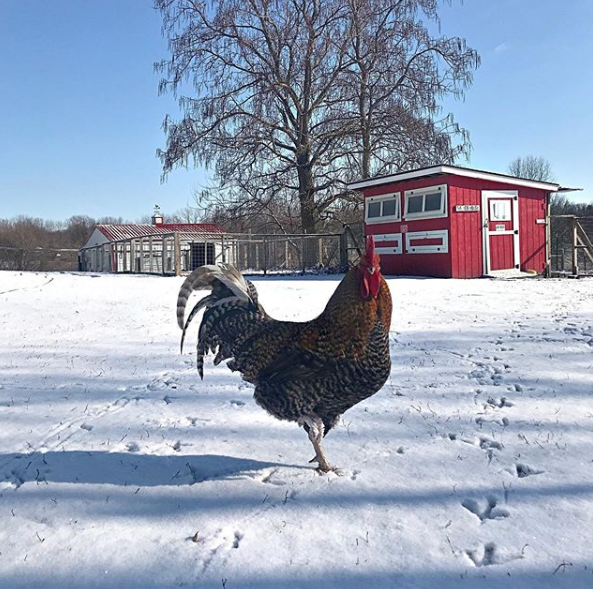 Preventing Frostbite and Protecting Chickens in Winter 6 mandi%202